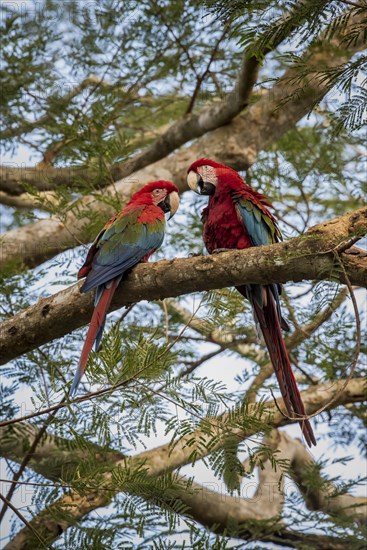 Red-and-green macaw