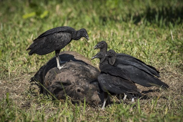 Black Vultures