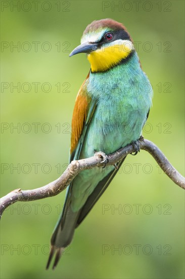 European bee-eater