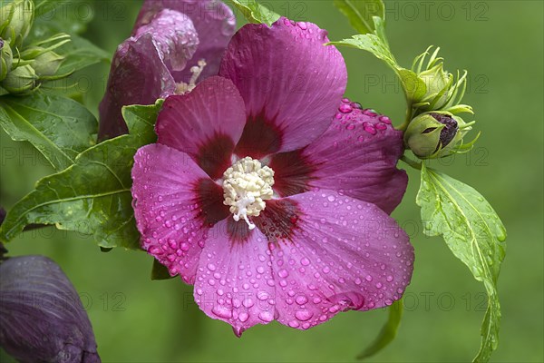 Blossom of a Rose of Sharon