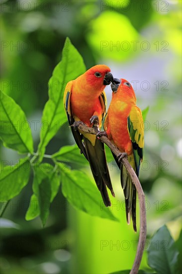 Sun conure