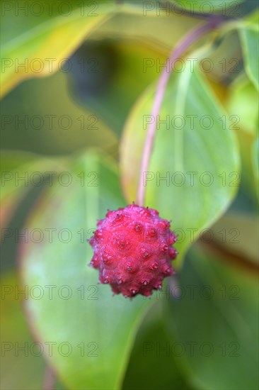 Cornus kuosa chinensis