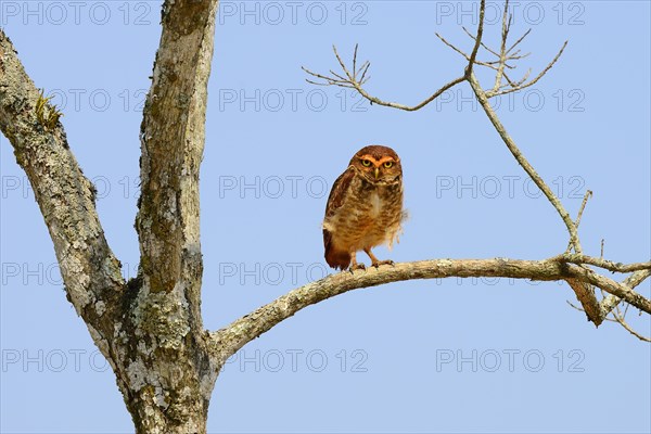 Burrowing owl