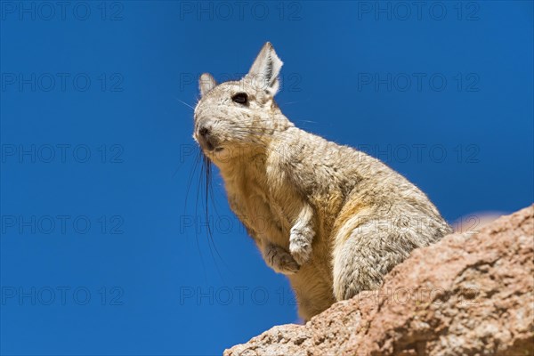 Southern Viscacha