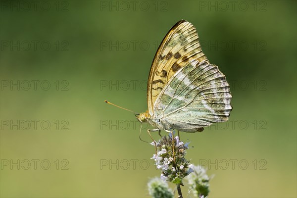 Silver-washed fritillary