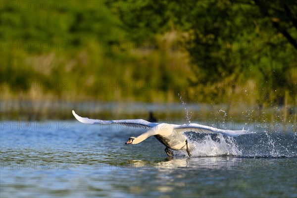 Mute swan