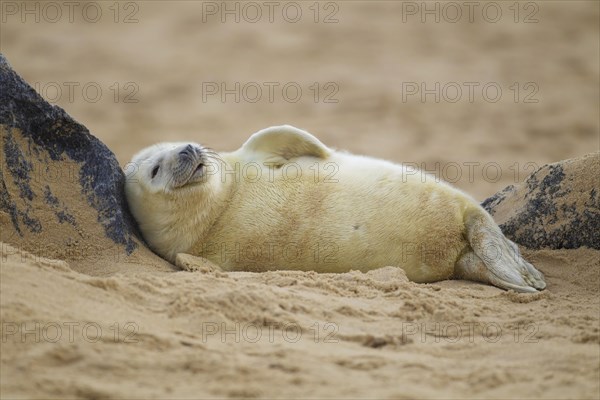 Grey seal