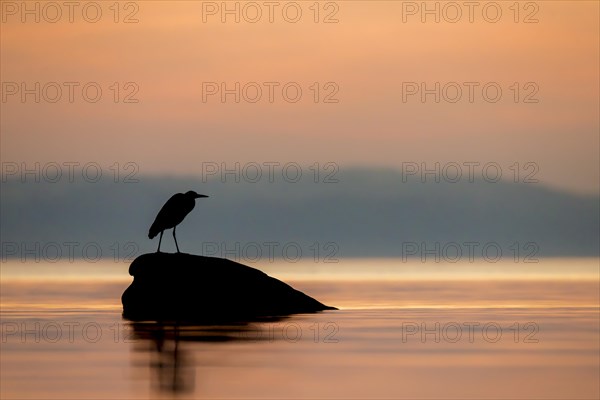 Grey Heron