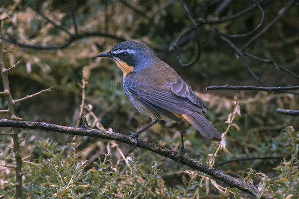 Cape robin-chat