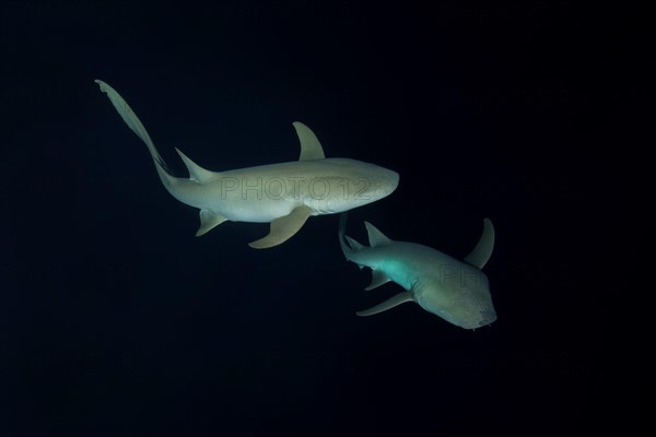 Two Tawny nurse sharks