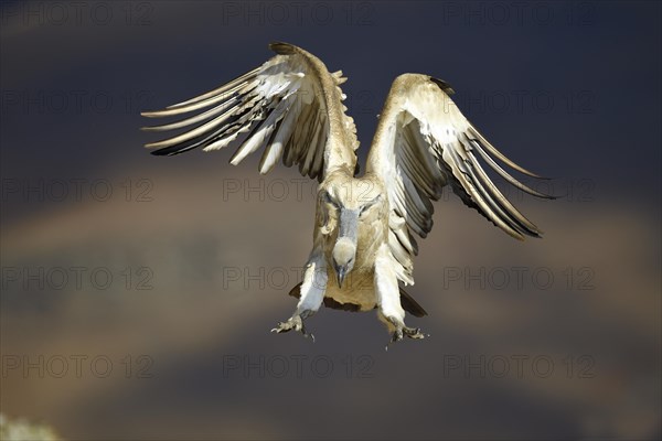 Cape Vulture