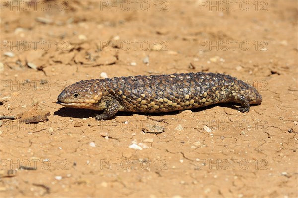 Bobtail skink