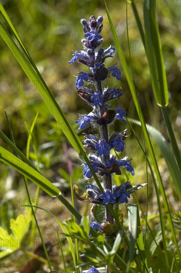 Blue bugle