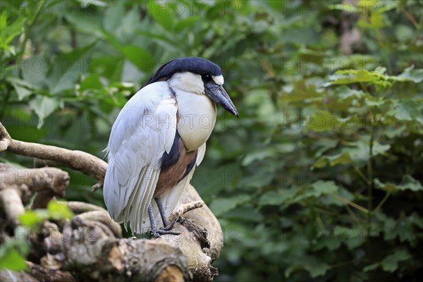 Boat-billed heron