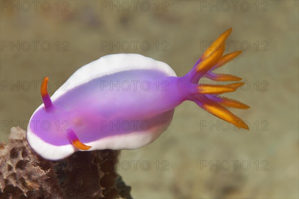 Bullocki Nudibranch