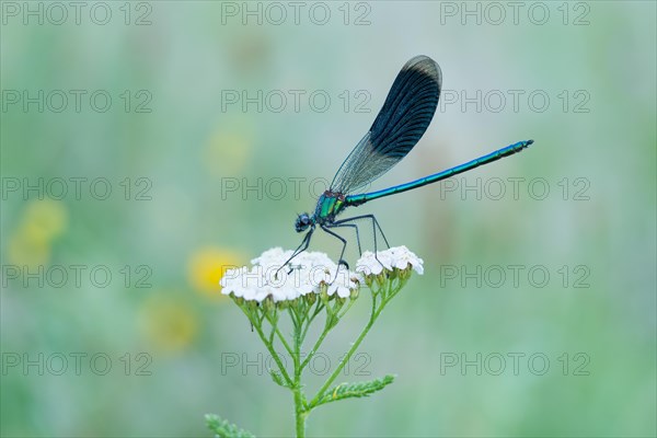 Banded demoiselle