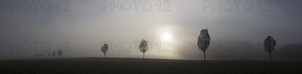 Fog and trees
