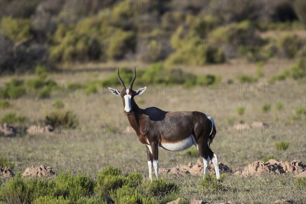 Bontebok