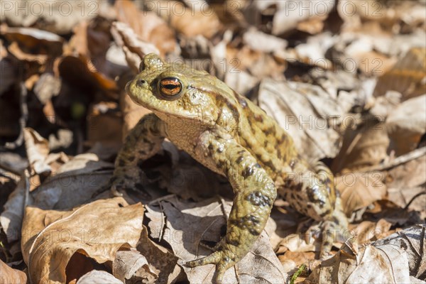 Common toad