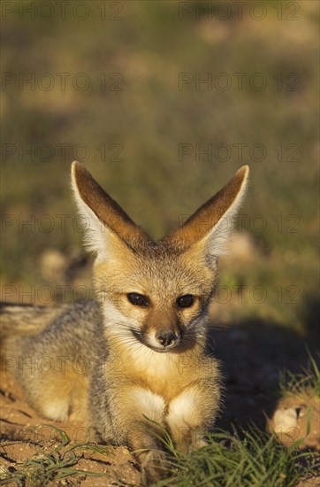 Cape Fox