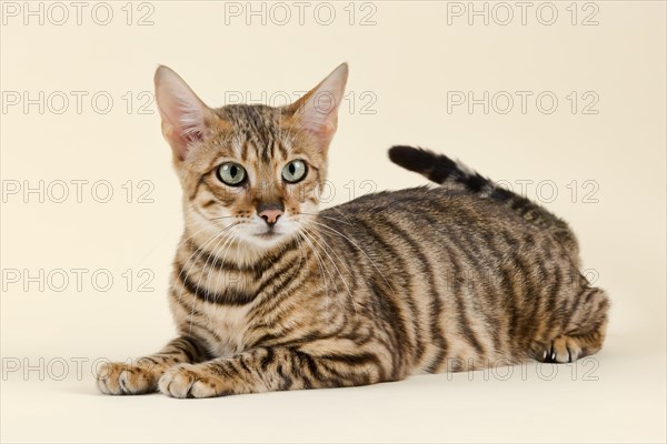 Breedcat Toyger