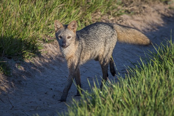 Hoary fox