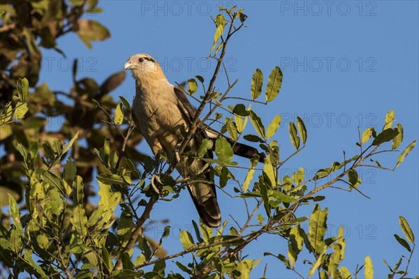 Yellow-headed caracara