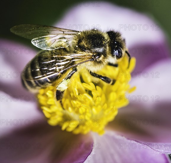 European honey bee