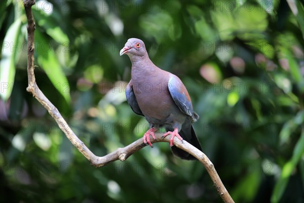 Maranon pigeon