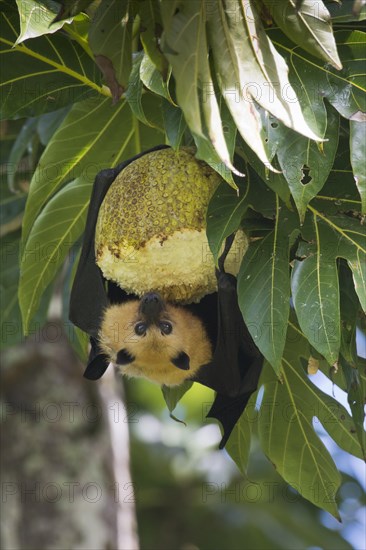 Seychelles flying dog