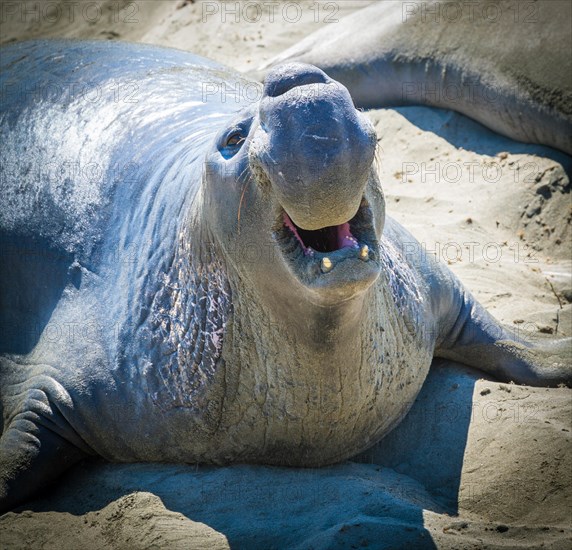 Northern Elephant Seal