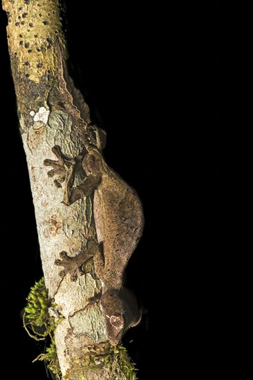 Satanic Leaf Tailed Gecko