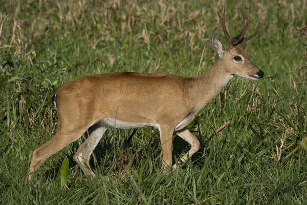 Pampas deer