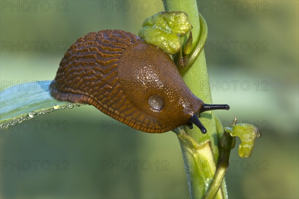 Spanish slug