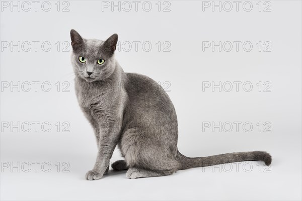 Russian Blue cat