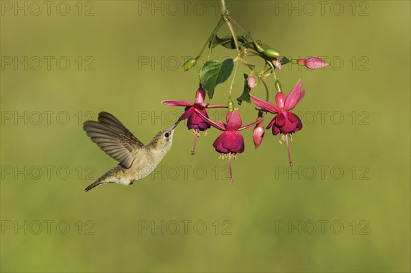 Black-chinned hummingbird