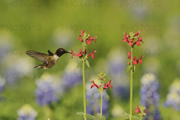 Black-chinned Hummingbird