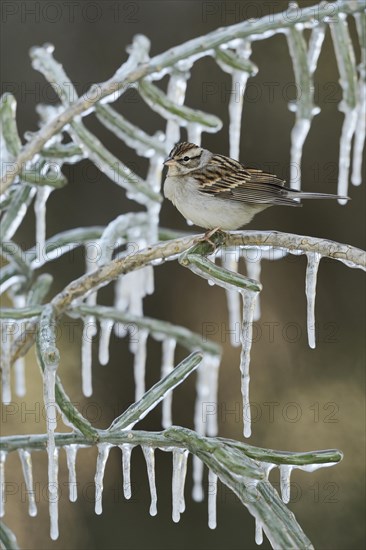 Chipping Sparrow