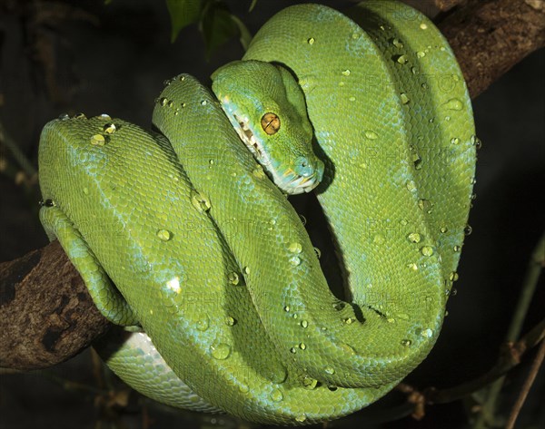 Emerald tree boa