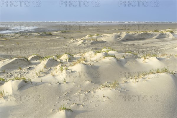 Foredunes with sand drifts