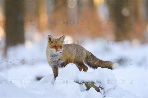 Red fox