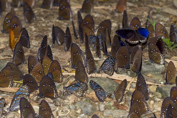 Many blue glassy tigers