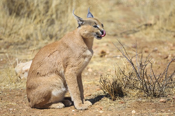 Caracal