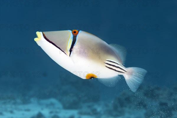 Arabian Picasso triggerfish