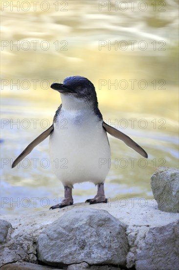 Little penguin