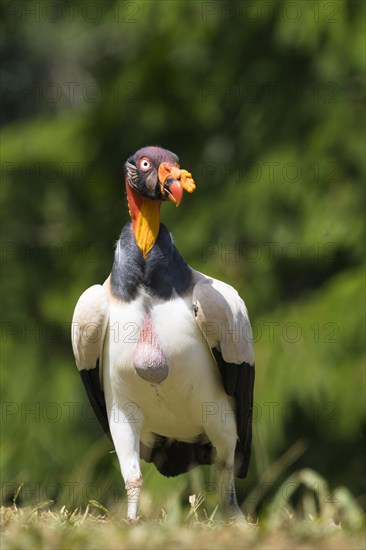 King vulture