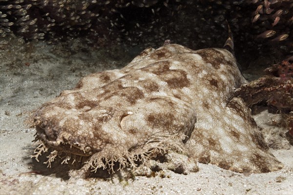 Tasselled wobbegong