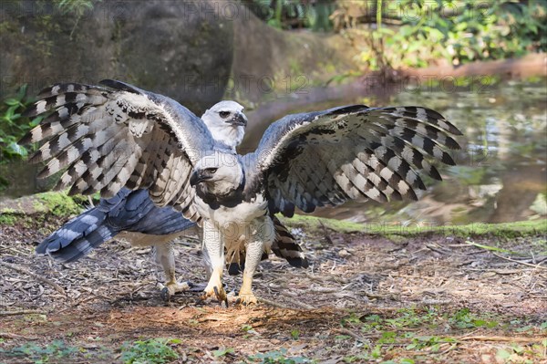 Couple of Harpy Eagles