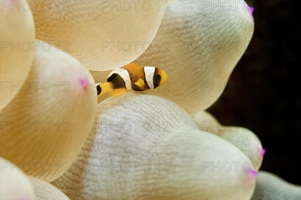 Juvenile Clark's Anemonefish