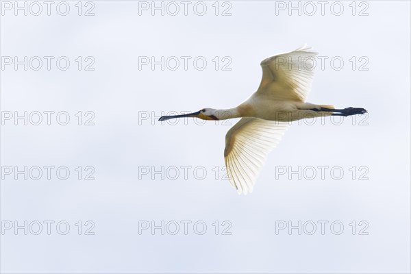 Common spoonbill